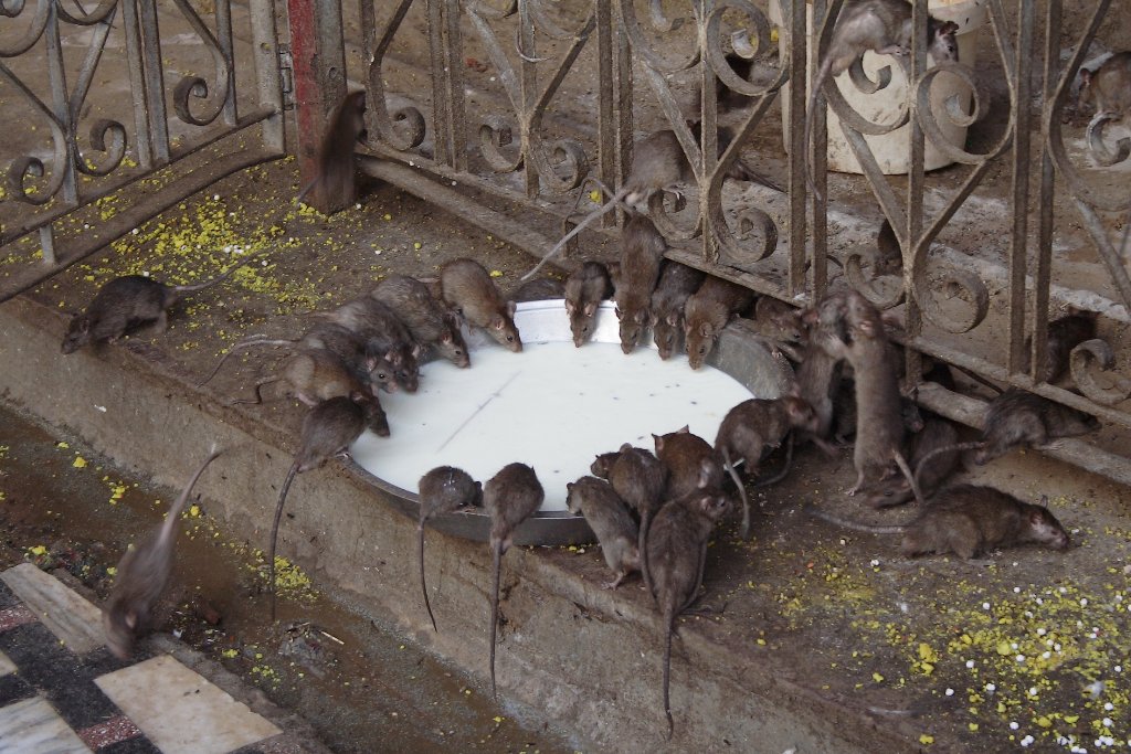 11-A lot of real rats.jpg - A lot of real rats